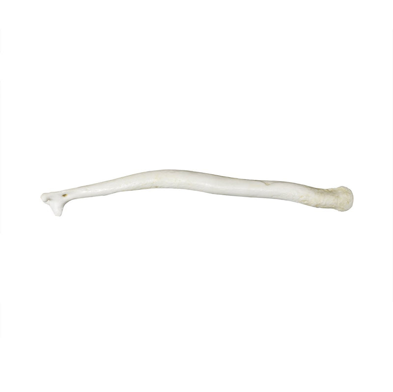 Replica Wolverine Baculum