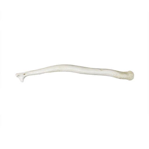 Replica Wolverine Baculum