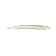 Replica Spectacled Bear Baculum