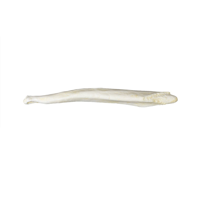 Replica Spectacled Bear Baculum