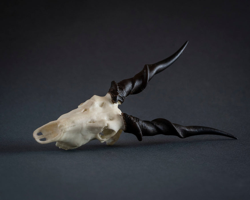 SKULLIES - Miniature Eland Skull