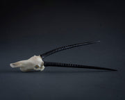 SKULLIES - Miniature Gemsbok Skull