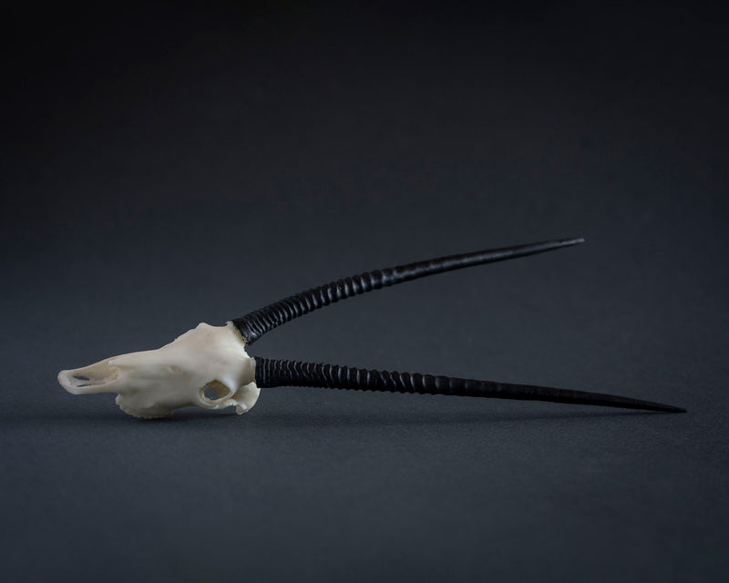 SKULLIES - Miniature Gemsbok Skull