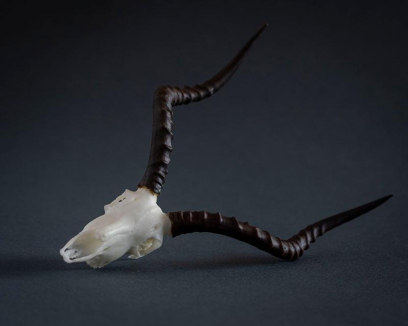 SKULLIES - Miniature Impala Skull