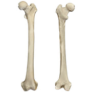 Real Human Femur - Single