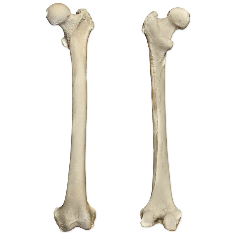 Real Human Femur - Single