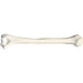 Replica Human Humerus