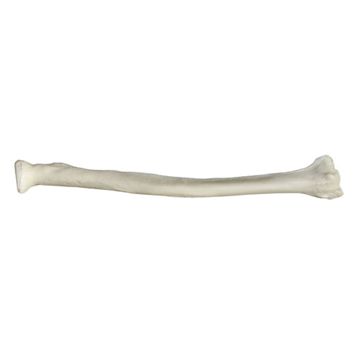 Replica Human Radius
