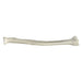 Replica Human Radius