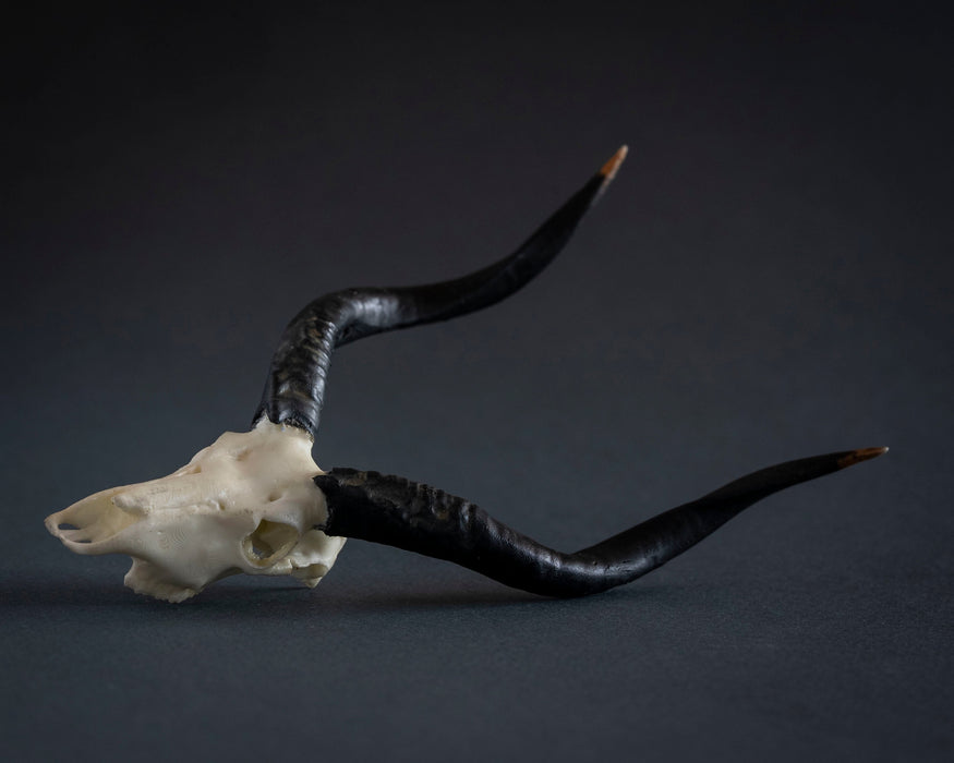 SKULLIES - Miniature Nyala Skull
