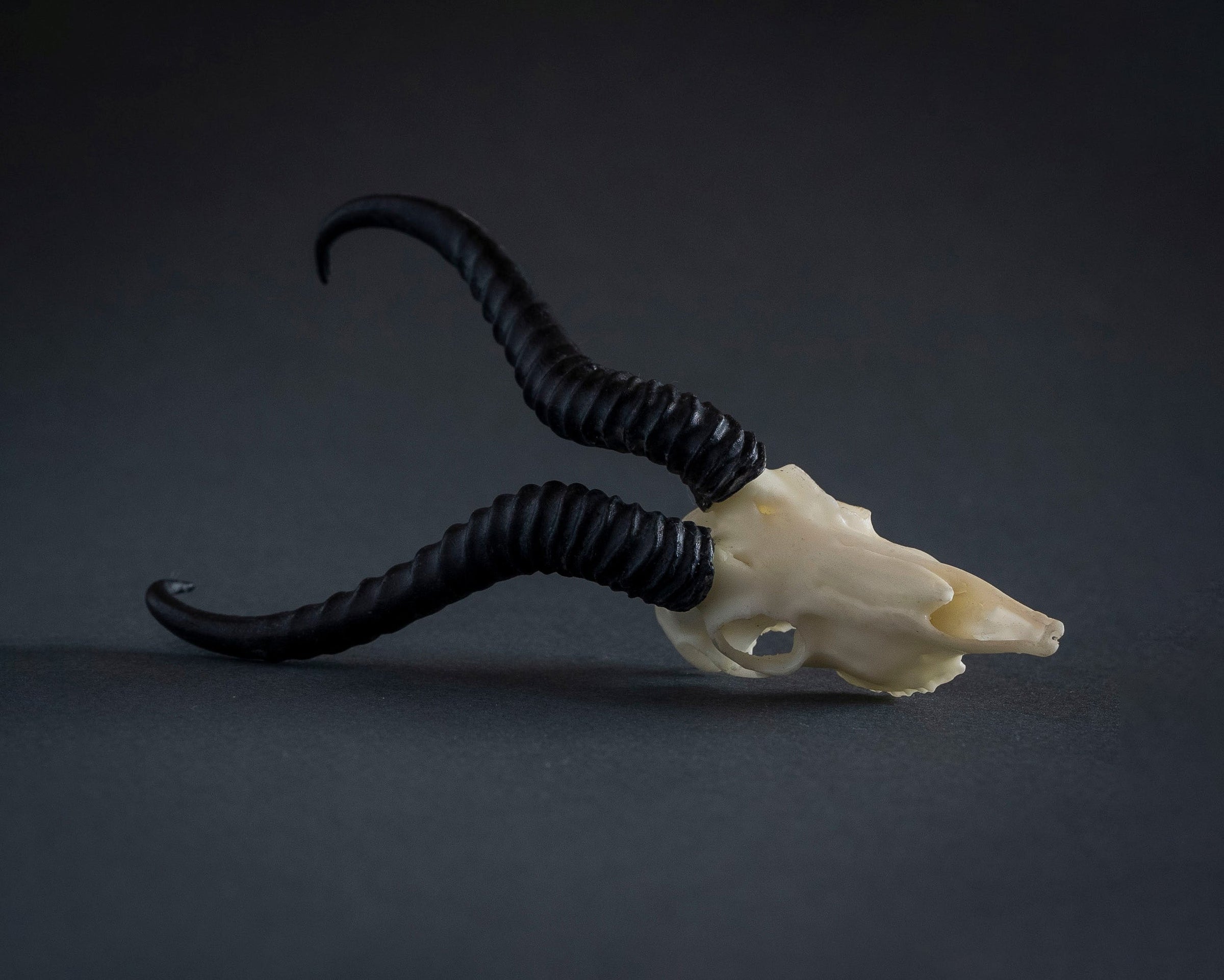 Springbok Complete Skeleton SKULLIES - Miniature Springbok Skull For Sale — Skulls Unlimited ...