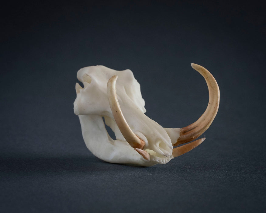 SKULLIES - Miniature Warthog Skull