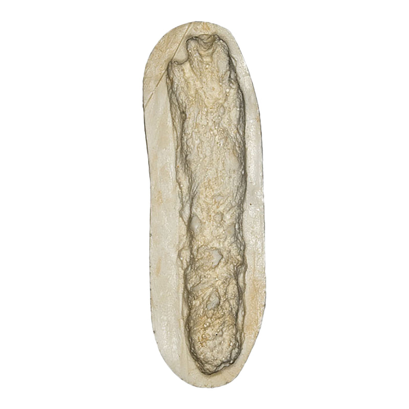 Replica Cottontail Rabbit Negative Footprint