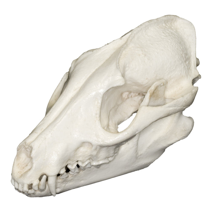 Replica Raccoon Dog Skull