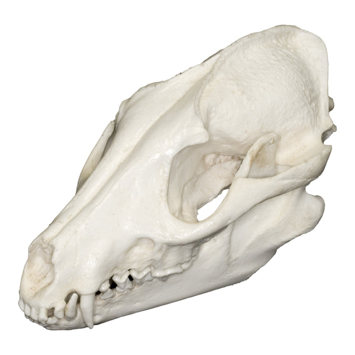 Replica Raccoon Dog Skull For Sale — Skulls Unlimited