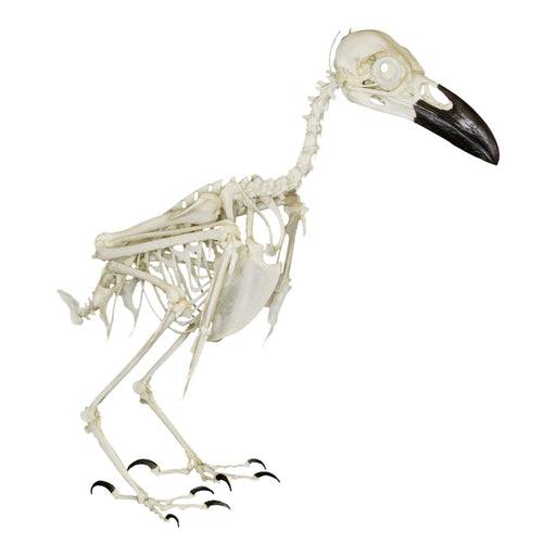 Replica Raven Skeleton