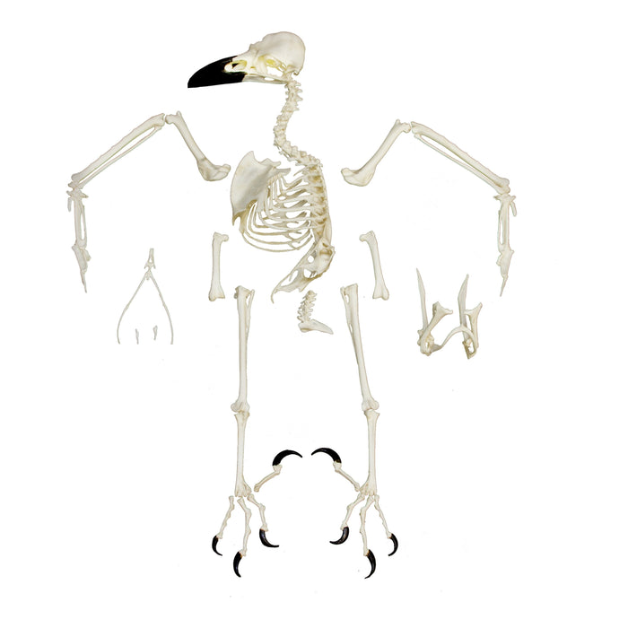 Replica Raven Skeleton