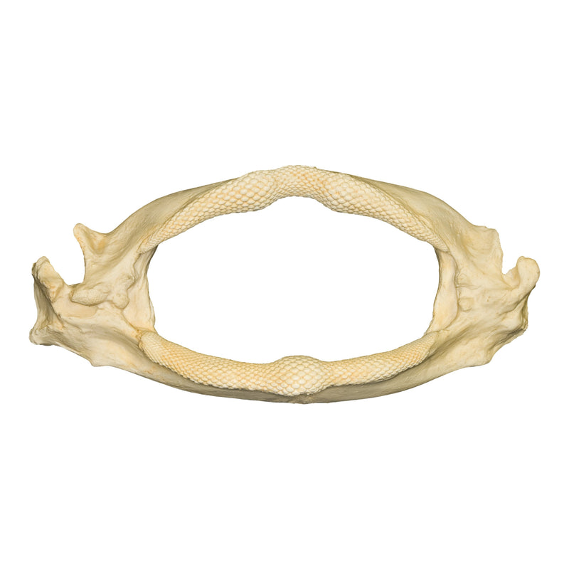 Replica Shark Ray Jaw