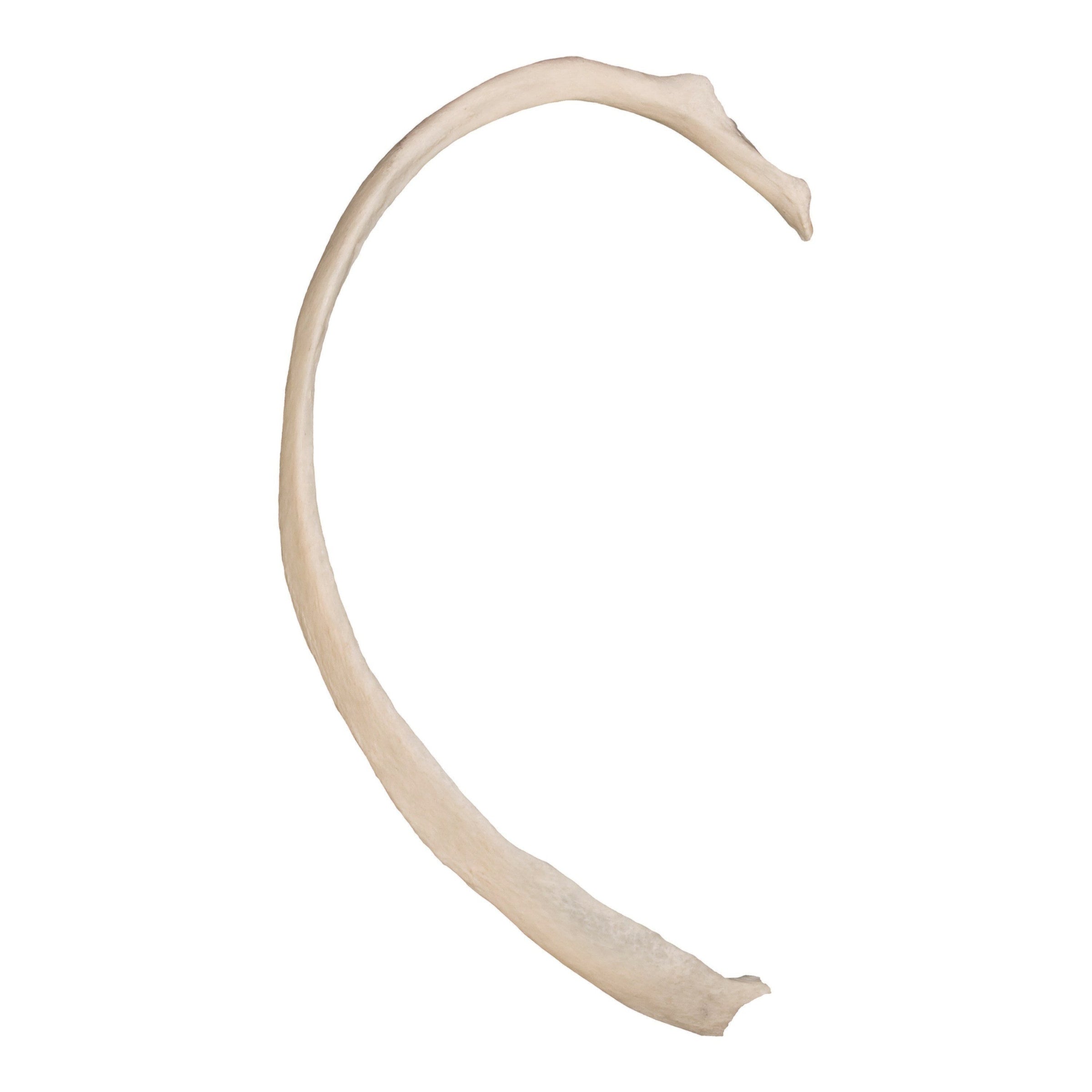Real Human Rib For Sale — Skulls Unlimited International, Inc.