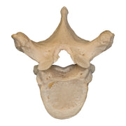 Real Human Thoracic Vertebra - Single