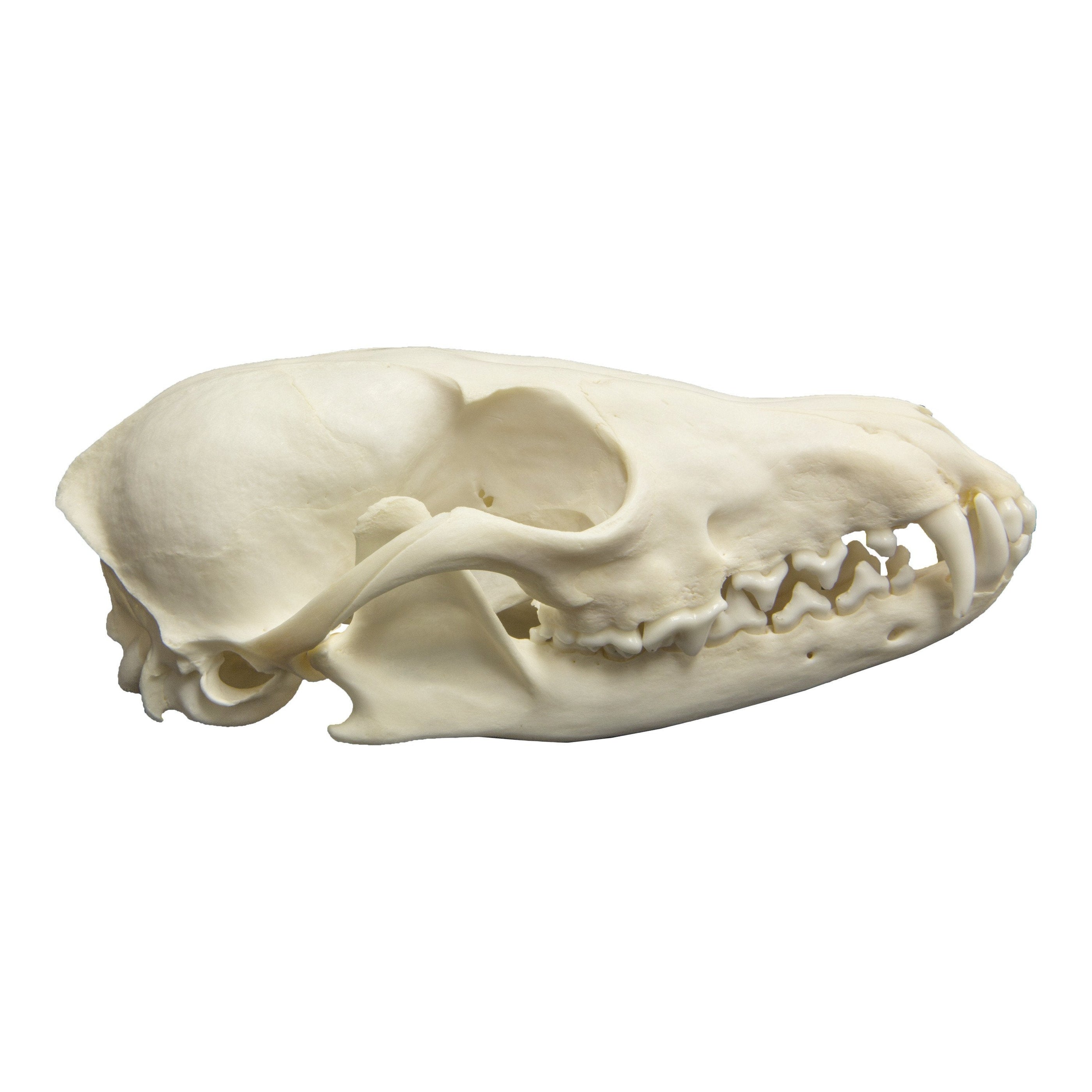 Real Red Fox Skull — Skulls Unlimited International, Inc.
