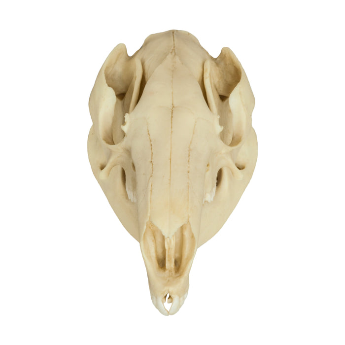 Replica Red Kangaroo Skull