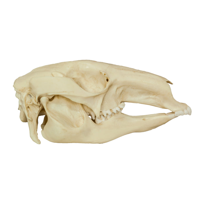 Replica Red Kangaroo Skull