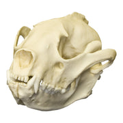Replica Red Panda Skull