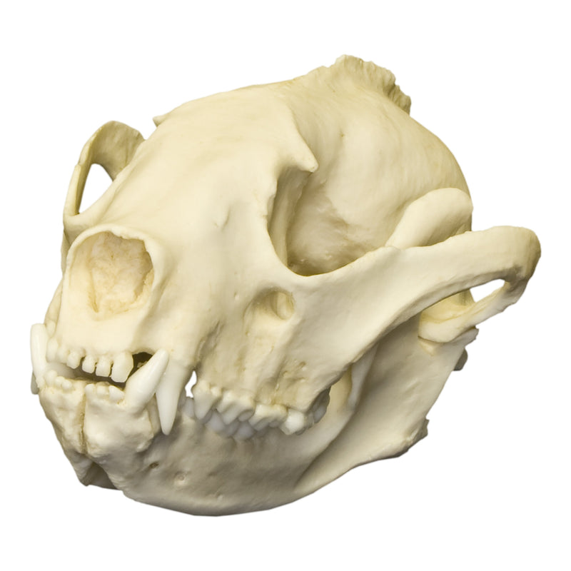 Replica Red Panda Skull