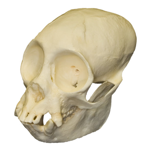 Replica Red Uakari Skull