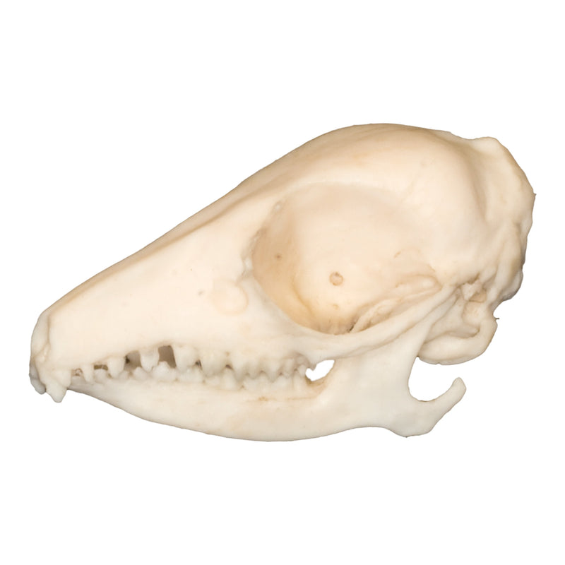 Replica Elephant Shrew Skull