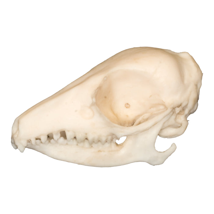 Replic Elephant Shrew Skull