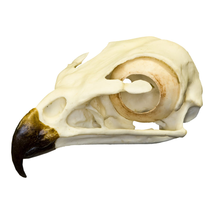 Replica Red-tailed Hawk Skull