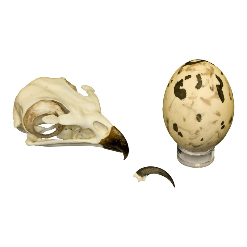 Replica Red-tailed Hawk Set (Skull, Talon, Egg)