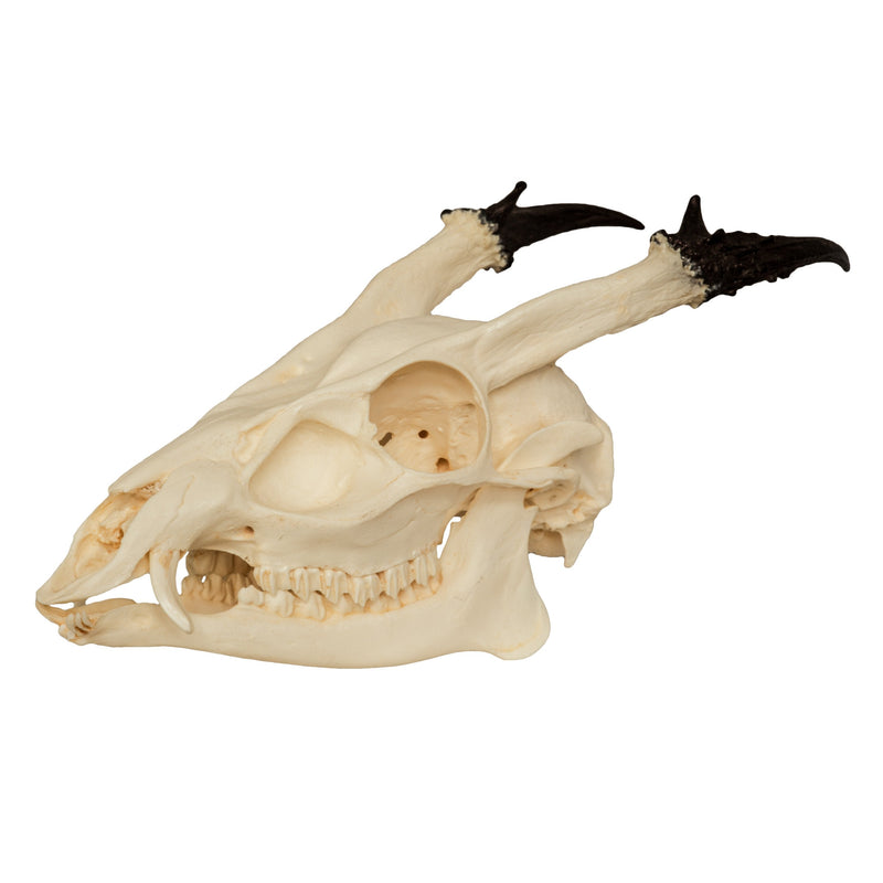 Replica Reeve's Muntjac Skull - Male