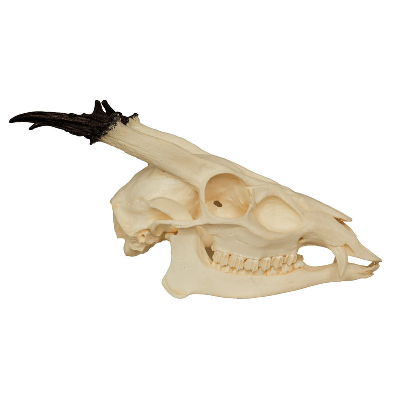 Replica Reeve's Muntjac Skull - Male