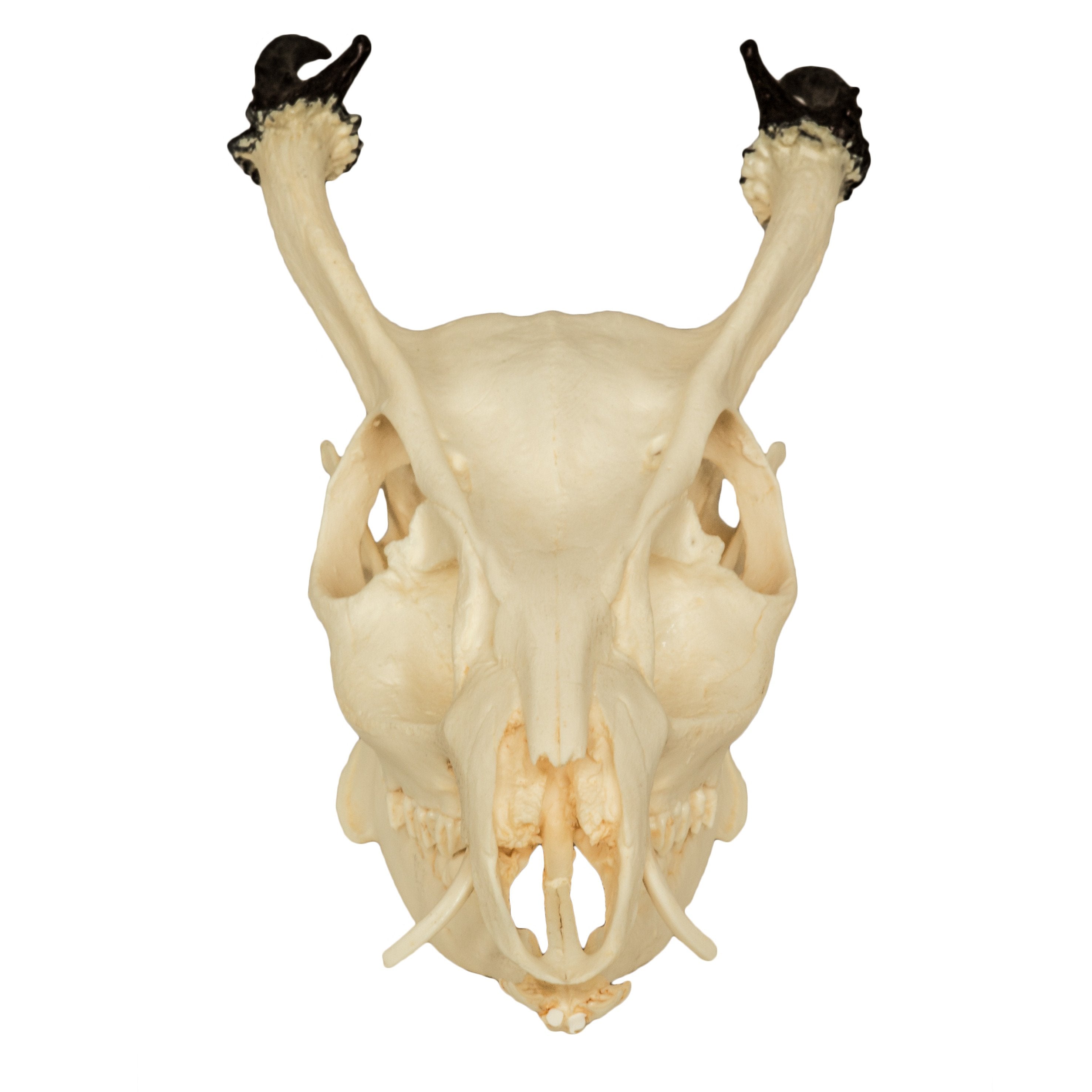 Replica Reeve's Muntjac Skull (Male) For Sale — Skulls Unlimited