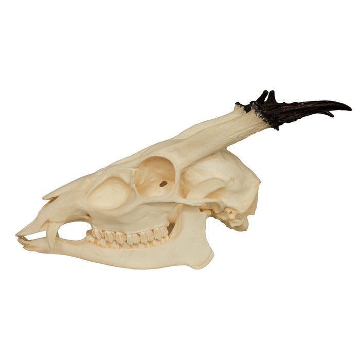 Replica Reeve's Muntjac Skull (Male)
