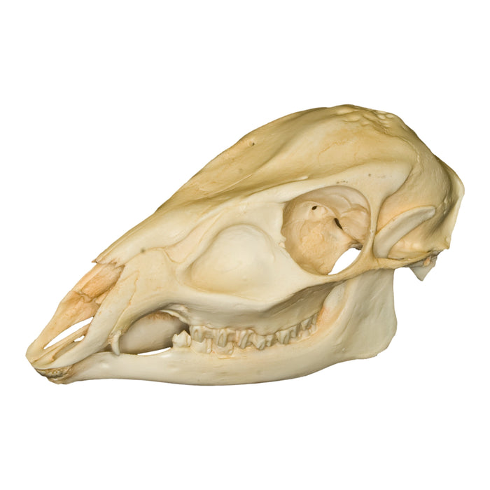 Replica Reeve's Muntjac Skull (Female)