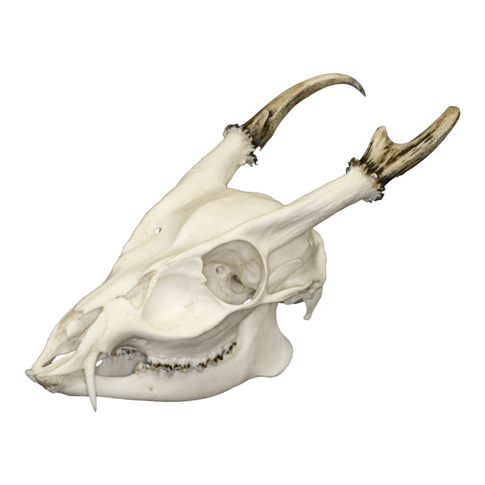 Replica Reeve's Muntjac Skull
