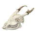 Replica Reeve's Muntjac Skull