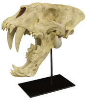 Replica Sabertooth Cat Skull (Homotherium crenatidens)
