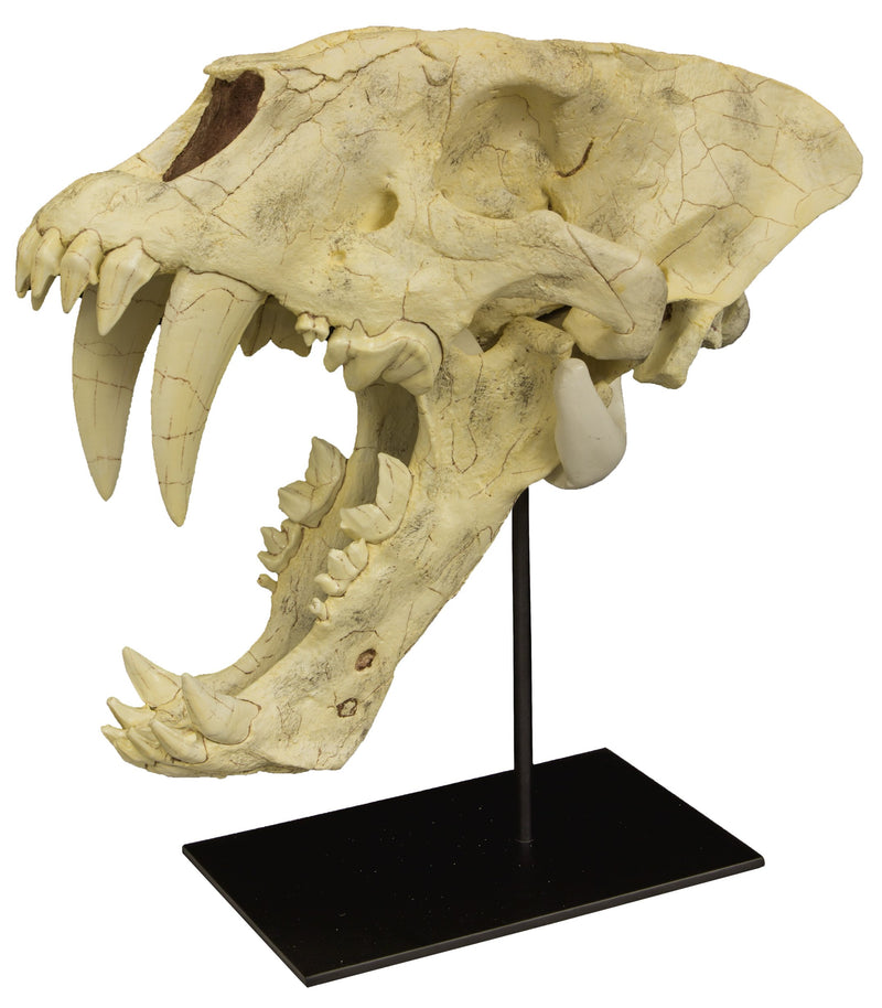 Replica Sabertooth Cat Skull (Homotherium crenatidens)