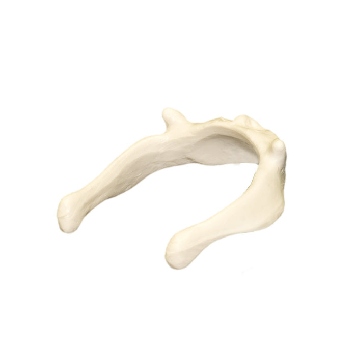 Replica Human Hyoid Bone