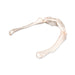 Real Research Quality Human Hyoid Bone
