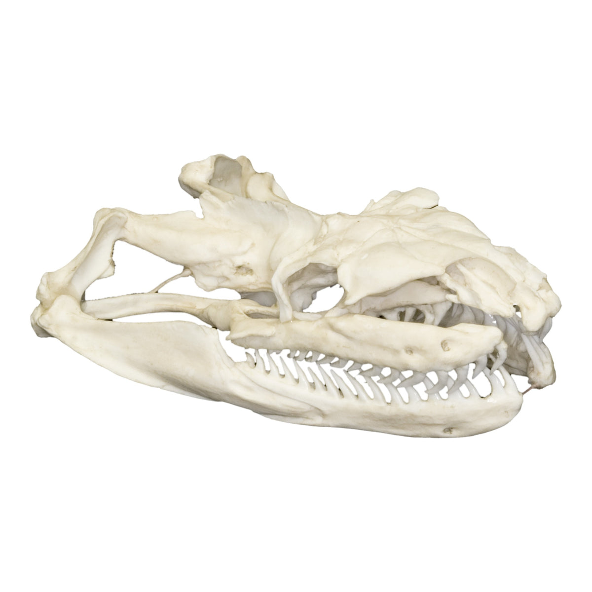Spotted Python Skull Replica Reticulated Python Skull — Skulls Unlimited International, Inc.