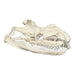 Replica Reticulated Python Skull