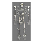 Replica Rhesus Monkey Skeleton