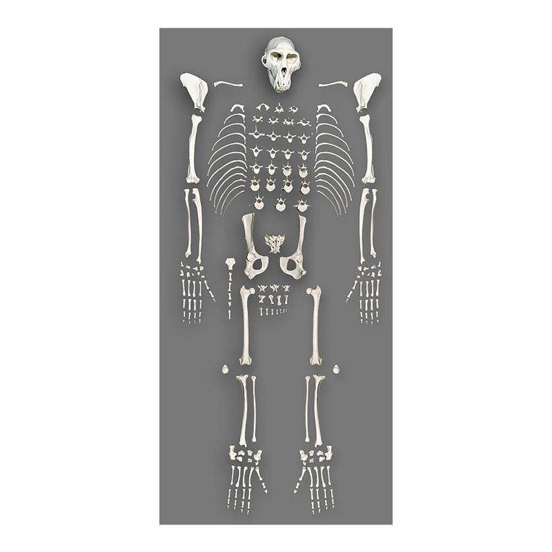 Replica Rhesus Monkey Skeleton