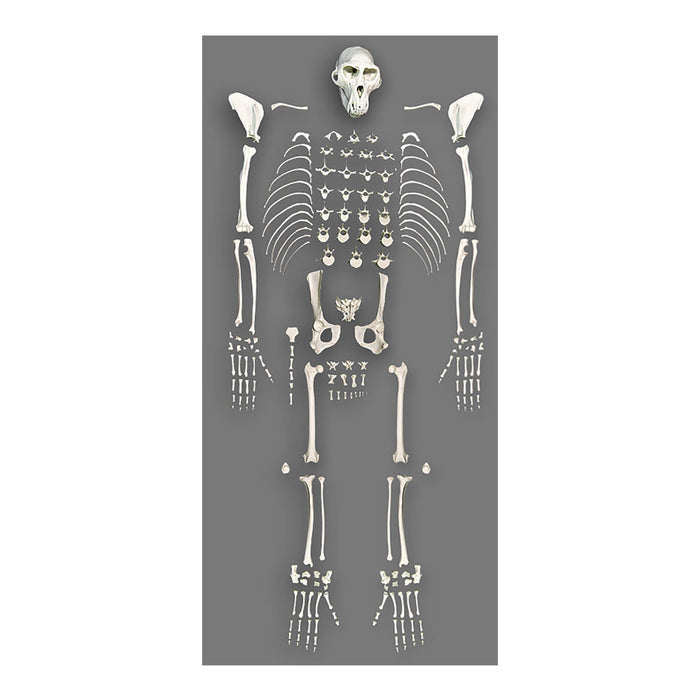 Replica Rhesus Monkey Skeleton